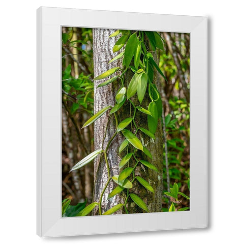 Vanilla Orchid vine White Modern Wood Framed Art Print by Engelbrecht, Lisa S.
