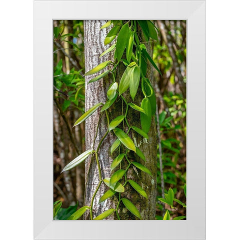 Vanilla Orchid vine White Modern Wood Framed Art Print by Engelbrecht, Lisa S.