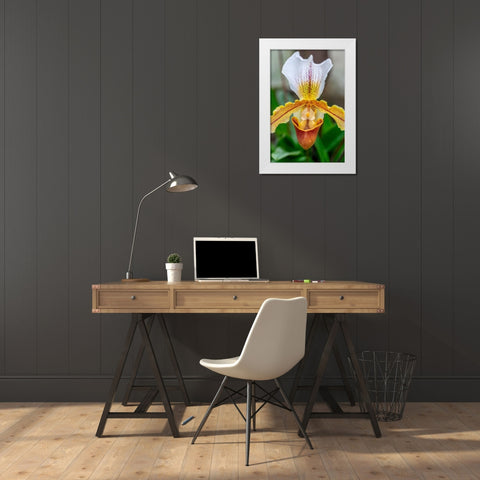 Venus Slipper Orchid White Modern Wood Framed Art Print by Engelbrecht, Lisa S.