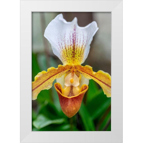 Venus Slipper Orchid White Modern Wood Framed Art Print by Engelbrecht, Lisa S.