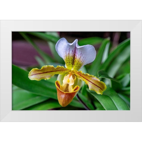 Venus Slipper Orchid White Modern Wood Framed Art Print by Engelbrecht, Lisa S.