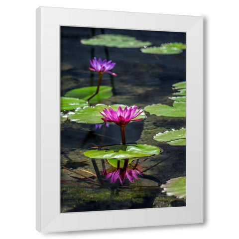 Waterlilies in pond White Modern Wood Framed Art Print by Engelbrecht, Lisa S.