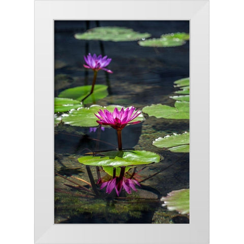 Waterlilies in pond White Modern Wood Framed Art Print by Engelbrecht, Lisa S.