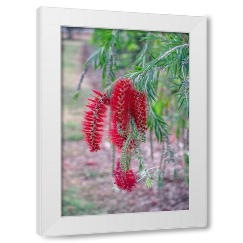 Weeping Bottlebrush tree flowers White Modern Wood Framed Art Print by Engelbrecht, Lisa S.