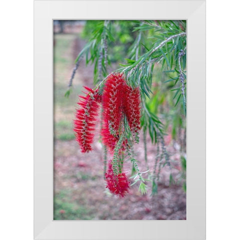 Weeping Bottlebrush tree flowers White Modern Wood Framed Art Print by Engelbrecht, Lisa S.