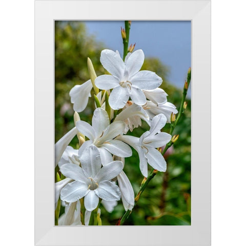 White Gladiolus White Modern Wood Framed Art Print by Engelbrecht, Lisa S.
