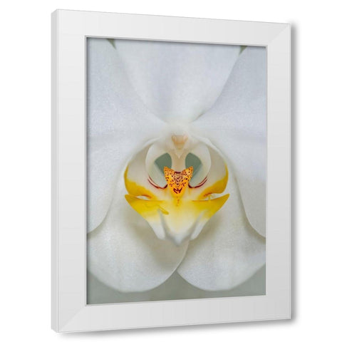 White Orchid White Modern Wood Framed Art Print by Engelbrecht, Lisa S.