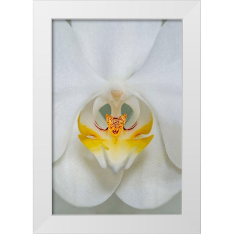 White Orchid White Modern Wood Framed Art Print by Engelbrecht, Lisa S.