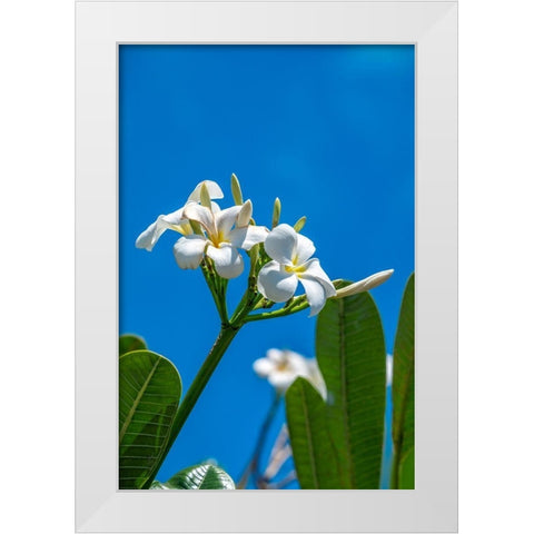 White Plumeria White Modern Wood Framed Art Print by Engelbrecht, Lisa S.
