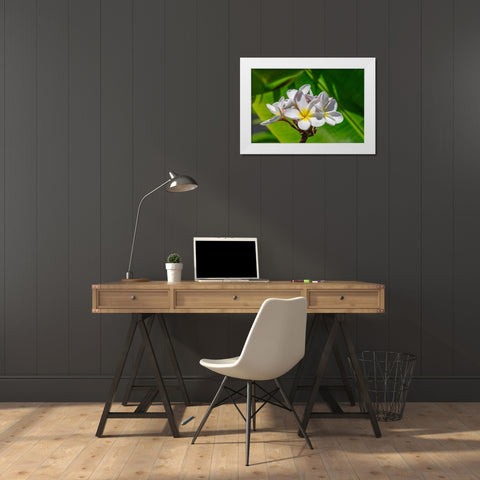 White Plumeria White Modern Wood Framed Art Print by Engelbrecht, Lisa S.