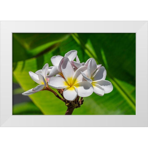 White Plumeria White Modern Wood Framed Art Print by Engelbrecht, Lisa S.