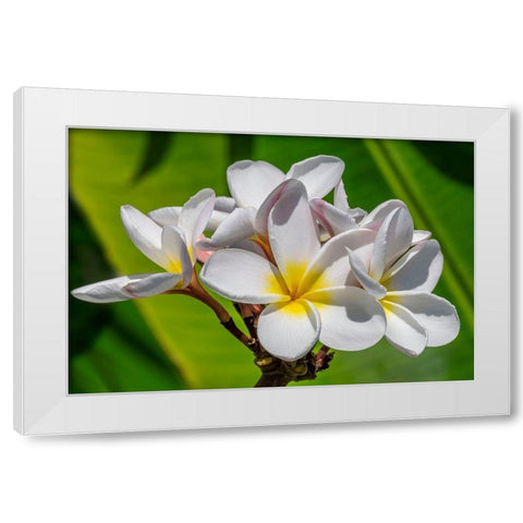 White Plumeria White Modern Wood Framed Art Print by Engelbrecht, Lisa S.