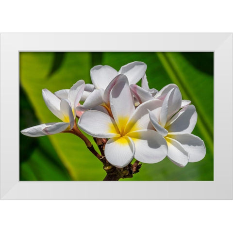 White Plumeria White Modern Wood Framed Art Print by Engelbrecht, Lisa S.