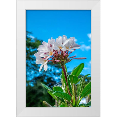 White Plumeria White Modern Wood Framed Art Print by Engelbrecht, Lisa S.