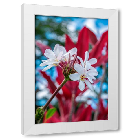White Plumeria White Modern Wood Framed Art Print by Engelbrecht, Lisa S.