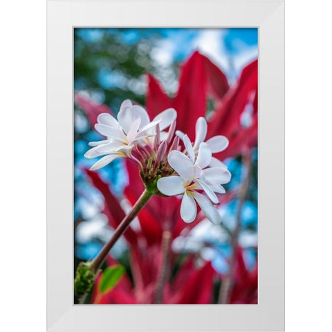 White Plumeria White Modern Wood Framed Art Print by Engelbrecht, Lisa S.
