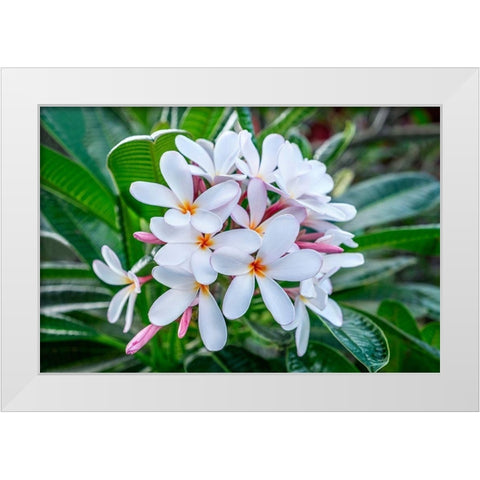 White Plumeria White Modern Wood Framed Art Print by Engelbrecht, Lisa S.