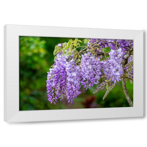 Wisteria White Modern Wood Framed Art Print by Engelbrecht, Lisa S.
