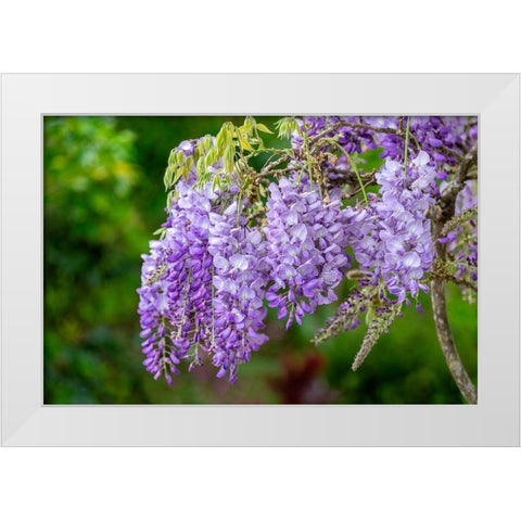 Wisteria White Modern Wood Framed Art Print by Engelbrecht, Lisa S.