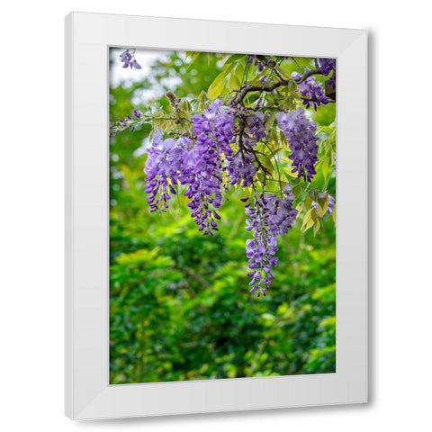 Wisteria White Modern Wood Framed Art Print by Engelbrecht, Lisa S.