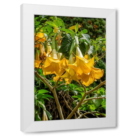 Yellow Angels Trumpet White Modern Wood Framed Art Print by Engelbrecht, Lisa S.