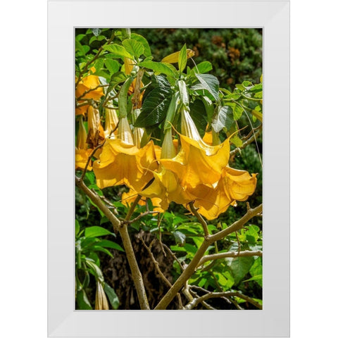 Yellow Angels Trumpet White Modern Wood Framed Art Print by Engelbrecht, Lisa S.
