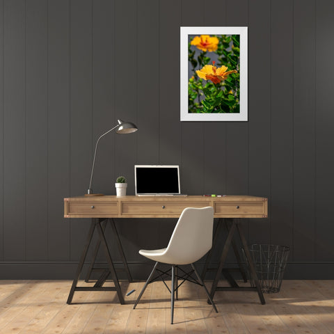 Yellow Hibiscus White Modern Wood Framed Art Print by Engelbrecht, Lisa S.