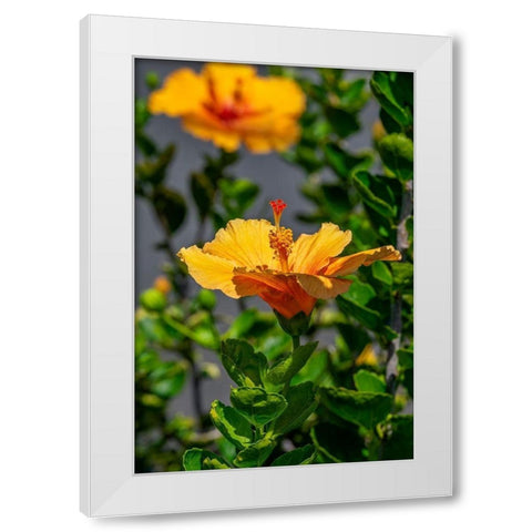 Yellow Hibiscus White Modern Wood Framed Art Print by Engelbrecht, Lisa S.