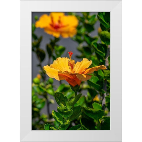 Yellow Hibiscus White Modern Wood Framed Art Print by Engelbrecht, Lisa S.