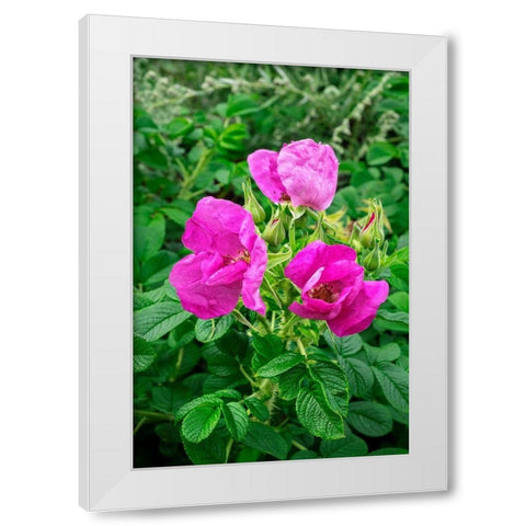 Beach rose White Modern Wood Framed Art Print by Engelbrecht, Lisa S.