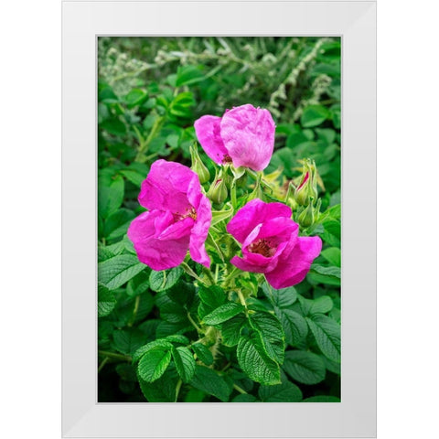 Beach rose White Modern Wood Framed Art Print by Engelbrecht, Lisa S.