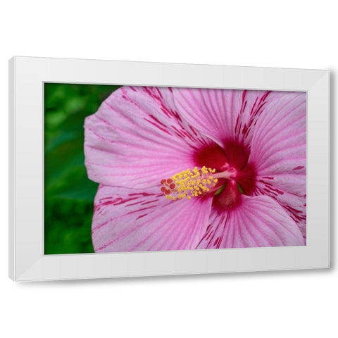 Swamp Rose Mallow White Modern Wood Framed Art Print by Engelbrecht, Lisa S.