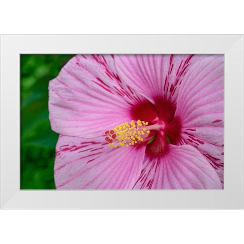 Swamp Rose Mallow White Modern Wood Framed Art Print by Engelbrecht, Lisa S.