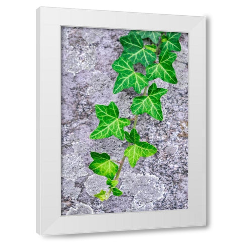 Ivy growing on granite White Modern Wood Framed Art Print by Engelbrecht, Lisa S.