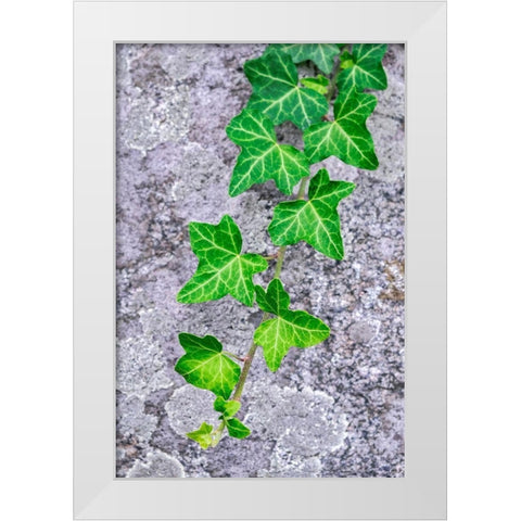 Ivy growing on granite White Modern Wood Framed Art Print by Engelbrecht, Lisa S.