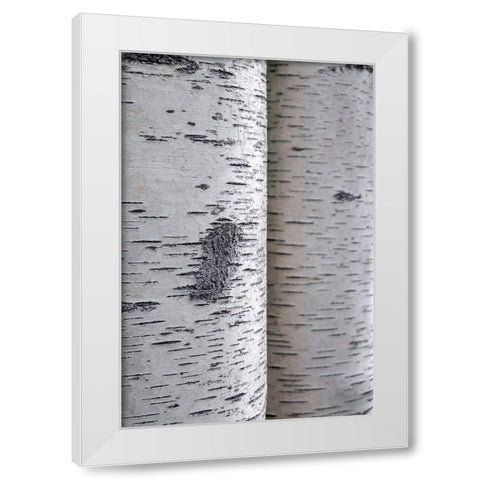 Closeup of birch bark White Modern Wood Framed Art Print by Engelbrecht, Lisa S.