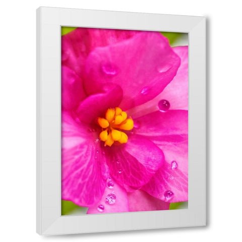 Pink Begonia White Modern Wood Framed Art Print by Engelbrecht, Lisa S.