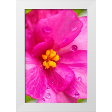 Pink Begonia White Modern Wood Framed Art Print by Engelbrecht, Lisa S.