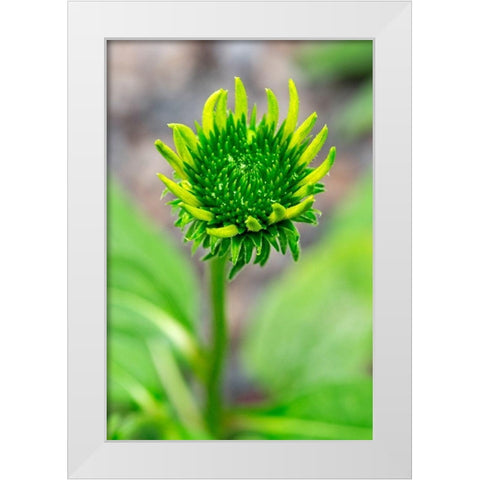 Coneflower starting to bloom White Modern Wood Framed Art Print by Engelbrecht, Lisa S.