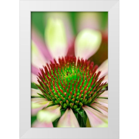 Coneflower White Modern Wood Framed Art Print by Engelbrecht, Lisa S.