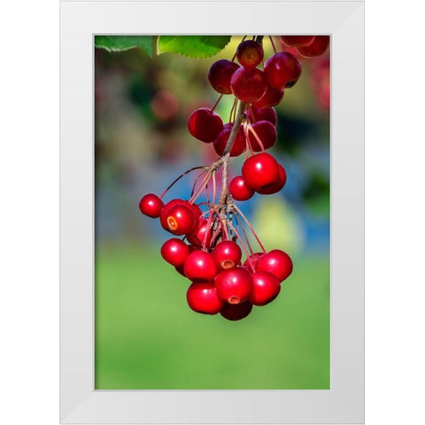 Cockspur Hawthorn-fruit White Modern Wood Framed Art Print by Engelbrecht, Lisa S.