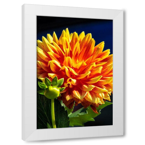 Dahlia White Modern Wood Framed Art Print by Engelbrecht, Lisa S.