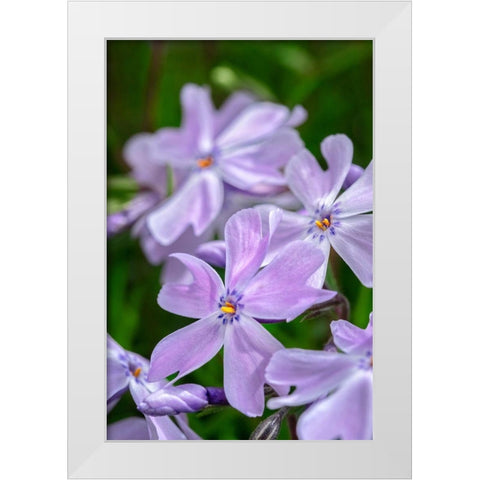 Creeping Phlox White Modern Wood Framed Art Print by Engelbrecht, Lisa S.