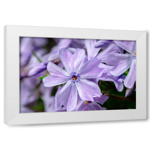 Creeping Phlox White Modern Wood Framed Art Print by Engelbrecht, Lisa S.