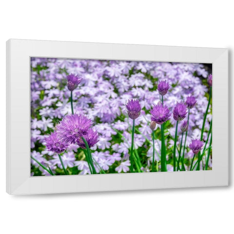Creeping Phlox and chives White Modern Wood Framed Art Print by Engelbrecht, Lisa S.