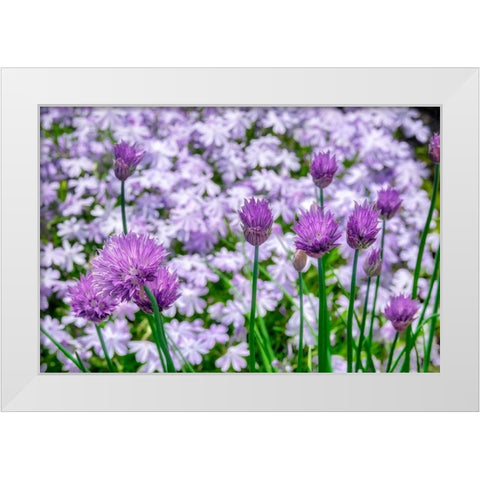 Creeping Phlox and chives White Modern Wood Framed Art Print by Engelbrecht, Lisa S.