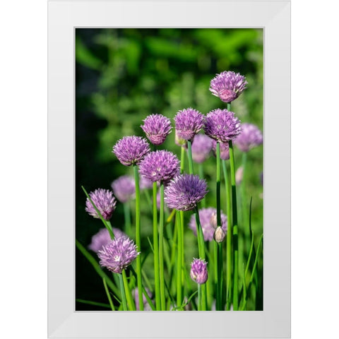 Chives White Modern Wood Framed Art Print by Engelbrecht, Lisa S.