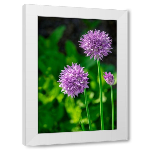Chives White Modern Wood Framed Art Print by Engelbrecht, Lisa S.