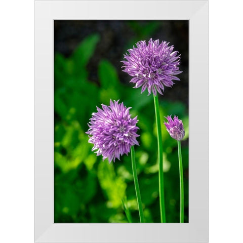 Chives White Modern Wood Framed Art Print by Engelbrecht, Lisa S.