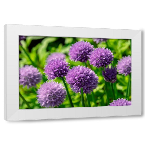 Chives White Modern Wood Framed Art Print by Engelbrecht, Lisa S.